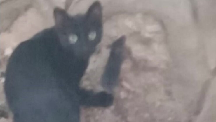 Amasya’da kedi ve farenin dostluğu