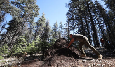 Antalya’da asırlık sedir ağaçları, kırmızı orman karıncalarına emanet