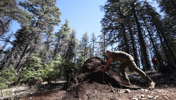 Antalya’da asırlık sedir ağaçları, kırmızı orman karıncalarına emanet