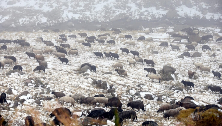 Ardahan’a kar bastırdı, küçükbaş hayvan sürüleri hazırlıksız yakalandı