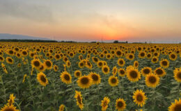 Aydın’ın Ayçiçeği Tarlaları: Gün Batımında Fotoğraf Tutkunlarının Gözdesi