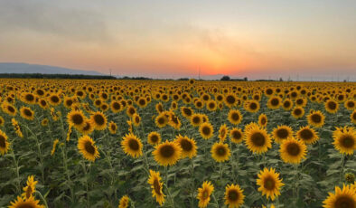 Aydın’ın Ayçiçeği Tarlaları: Gün Batımında Fotoğraf Tutkunlarının Gözdesi