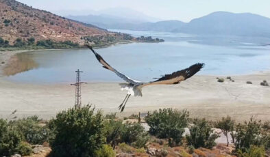 Aydın’da yavru leylek ve flamingo doğaya salındı