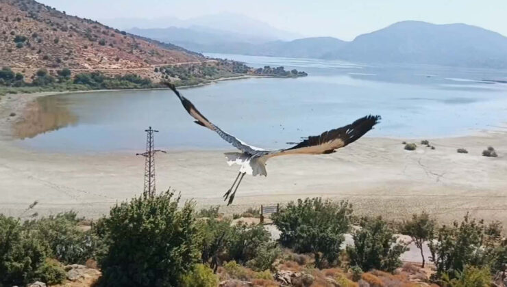 Aydın’da yavru leylek ve flamingo doğaya salındı