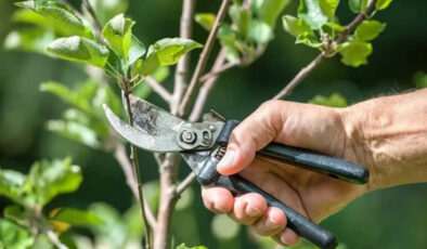 Bahçenizi bir sonraki seneye hazırlayın! Eylül ayında budanması gereken ağaç ve bitkiler…