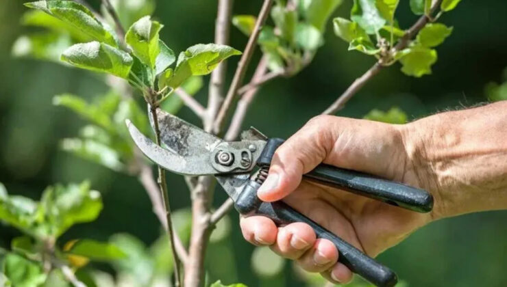 Bahçenizi bir sonraki seneye hazırlayın! Eylül ayında budanması gereken ağaç ve bitkiler…
