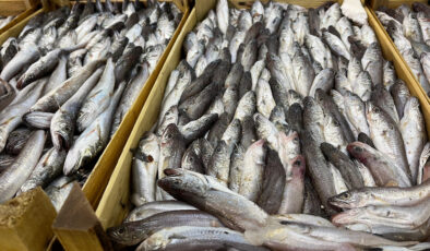 Balıkçılar ‘vira Bismillah’ dedi: Balık çok ama tayfa yok