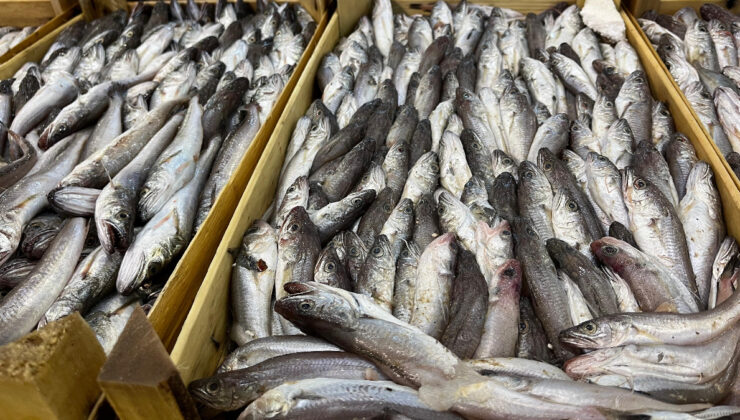 Balıkçılar ‘vira Bismillah’ dedi: Balık çok ama tayfa yok