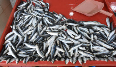 Balıkesir’de sardalya bolluğu fiyatlara yansıdı