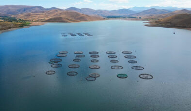 Bayburt’ta yetiştirilen Türk somonlarının Rusya’ya yolculuğu başladı