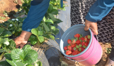 Bilecik’te 25 yıllık işlerini yürütemediler: Çilekle 30 kat rekolteye çıktılar