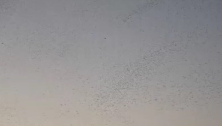 Bitlis semalarında binlerce kuşun büyüleyen dansı