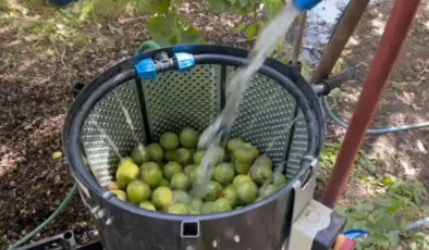 Bitlis’te dünyaca ünlü olan Adilcevaz cevizinin hasadı sürüyor