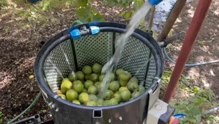 Bitlis’te dünyaca ünlü olan Adilcevaz cevizinin hasadı sürüyor