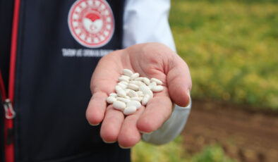 Bitlis’te kuru fasulye hasadından yüksek verim bekleniyor