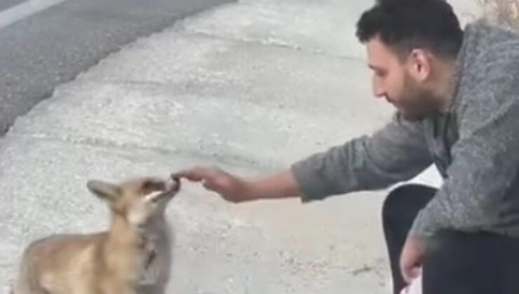 Uludağ’da Hayvan Sevgisi Sınır Tanımadı