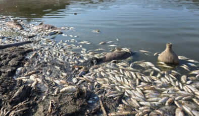 Bursa’da kuraklık nedeniyle Çınarlı Göleti’nde balık ölümleri arttı
