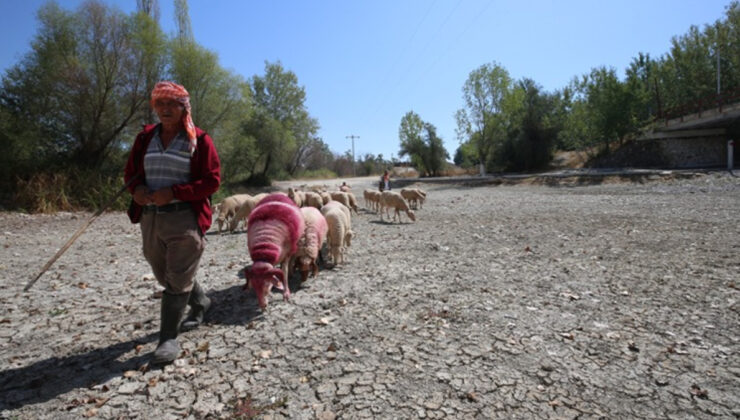 Çal’da 852 yıllık geleneğe kuraklık damgası
