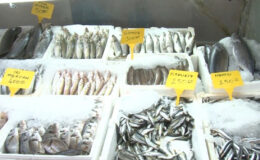 Deprem sonrası Kahramanmaraş’tan 54 ülkeye balık ihracatı