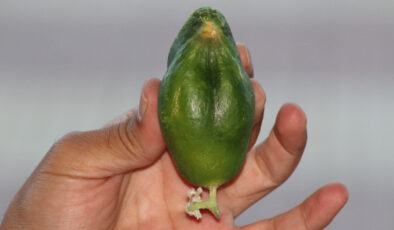 Diyarbakır’da kuş besleyen esnafın salatalığı serçeye benzedi