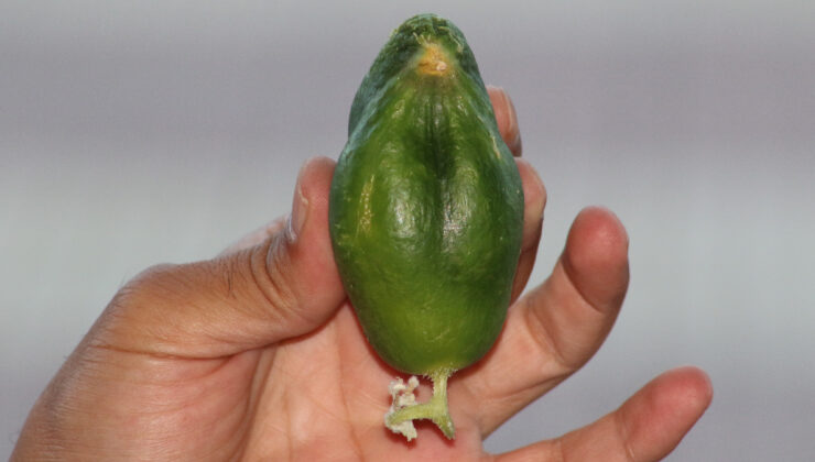 Diyarbakır’da kuş besleyen esnafın salatalığı serçeye benzedi