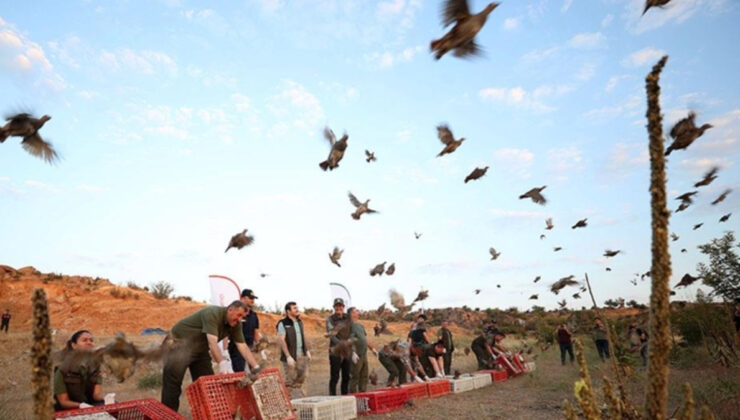 Doğada 982 bin 892 keklik ve sülünle kene mücadelesi