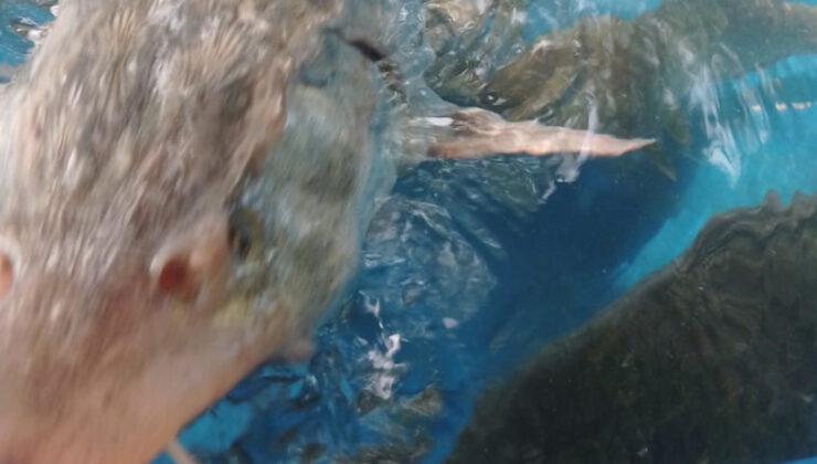 Elazığ’da bir balıkçı Sibirya Mersin balığı yakaladı: Havyarının değeri 2 milyon lira