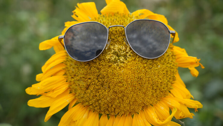 Erzincan’da ayçiçeği tarlaları göz kamaştırıyor