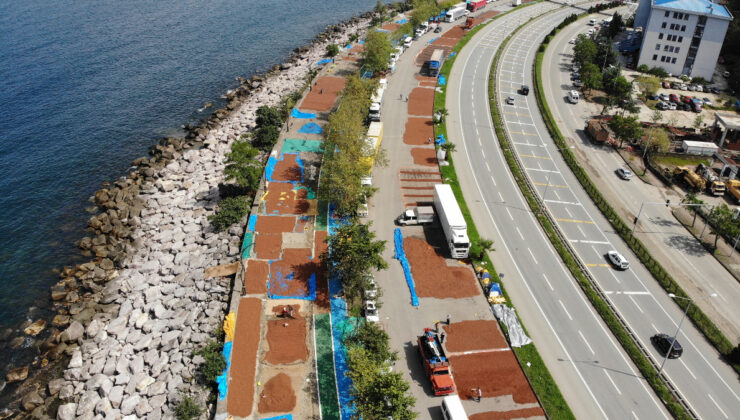 Giresun’da fındık hasadının ardından kurutma mesaisi