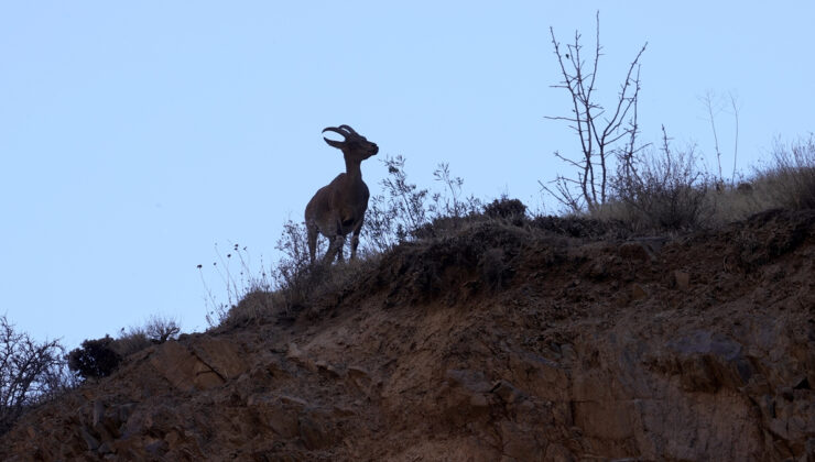 Hakkari’de yaban keçilerinin sayısı artıyor