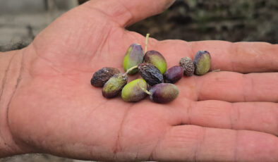Halhalı zeytinlerin hasat döneminde ciddi kayıp: Kuraklık Hatay’ı etkiledi
