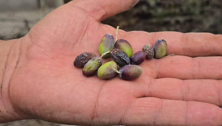 Halhalı zeytinlerin hasat döneminde ciddi kayıp: Kuraklık Hatay’ı etkiledi