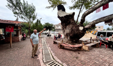 Hatay’da 500 yıllık dev çınar ağacı dikkat çekiyor