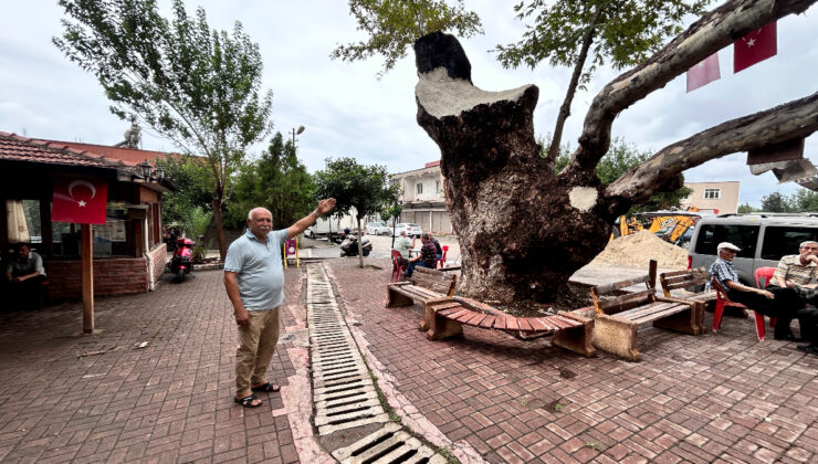 Hatay’da 500 yıllık dev çınar ağacı dikkat çekiyor