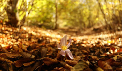 Hoşgeldin Eylül 2025: Duygulu, anlamlı, romantik eylül ayı mesajları…