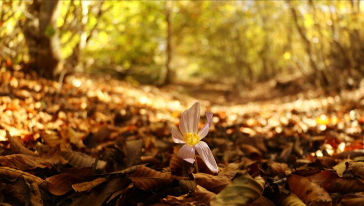 Hoşgeldin Eylül 2025: Duygulu, anlamlı, romantik eylül ayı mesajları…