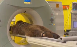 İstanbul’da MR’ı çekilen ayı Okan’ın sonuçları temiz çıktı