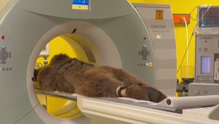 İstanbul’da MR’ı çekilen ayı Okan’ın sonuçları temiz çıktı