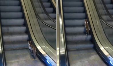 İstanbul’da yürüyen merdivene ters binen kedi gülümsetti