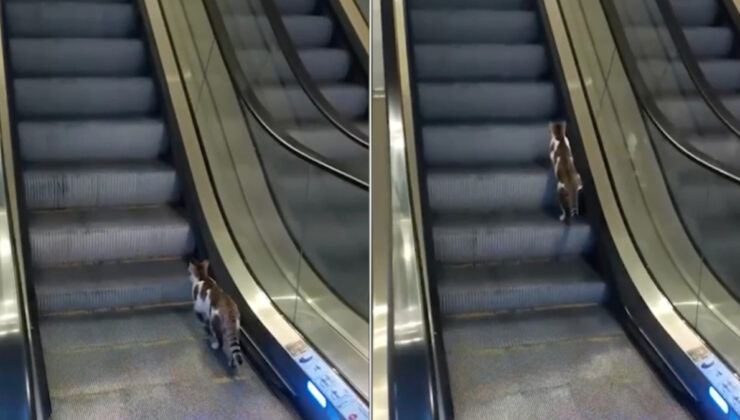 İstanbul’da yürüyen merdivene ters binen kedi gülümsetti