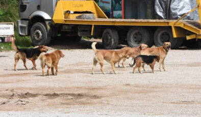 Afyonkarahisar’da Başıboş Köpek Sorununa Sıkı Tedbirler