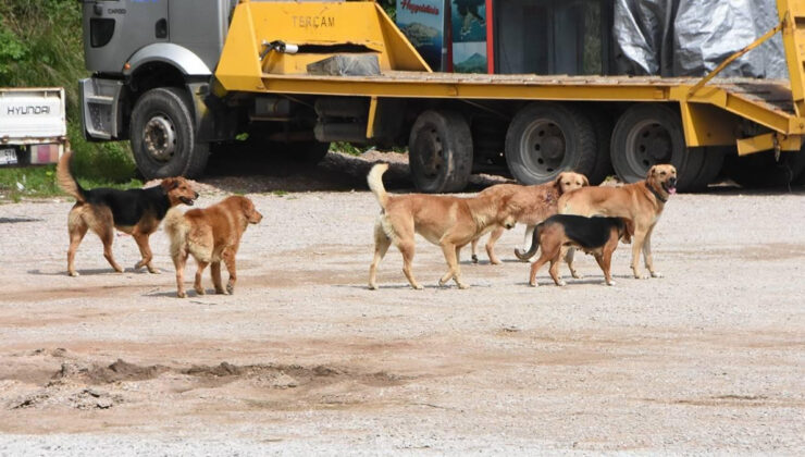 Afyonkarahisar’da Başıboş Köpek Sorununa Sıkı Tedbirler