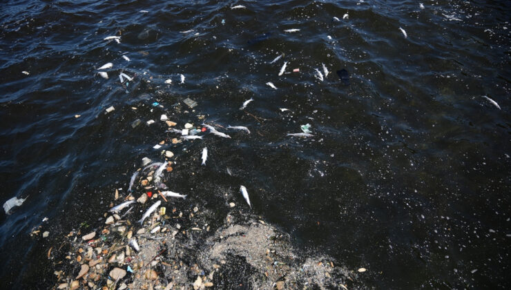 İzmir Körfezi’ndeki balık ölümleri sürüyor: Vatandaş tepkili