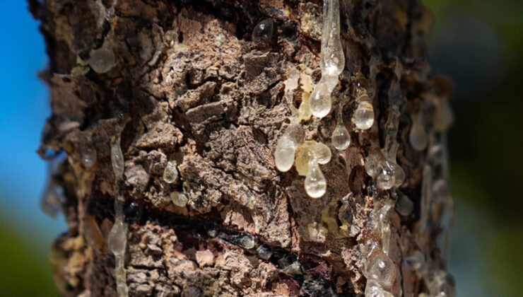 İzmir’de altın damlayan ağaç sayısı artıyor
