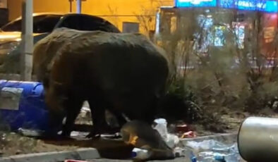 İzmir’de çöp yığınları bu kez domuzlara davetiye çıkardı: İri cüsseleri şaşkınlık yarattı