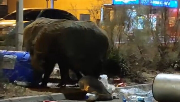 İzmir’de çöp yığınları bu kez domuzlara davetiye çıkardı: İri cüsseleri şaşkınlık yarattı