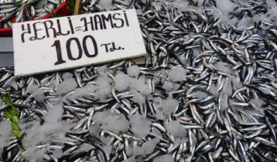 Karadeniz’de hamsi bereketi sürüyor