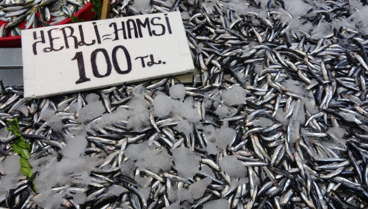 Karadeniz’de hamsi bereketi sürüyor