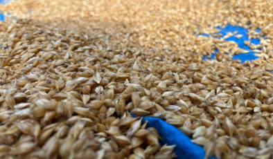 Kastamonu’da 12 bin yıllık siyez geleneği sürüyor