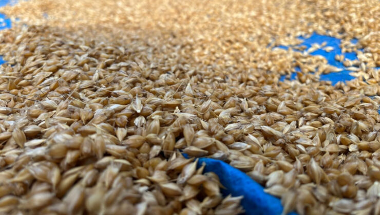 Kastamonu’da 12 bin yıllık siyez geleneği sürüyor